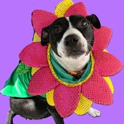 Photo of Dandelion, adoptable Mixed Breed (Medium) in Lakeland, Florida