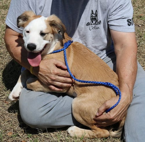 Photo of Barron, adoptable Argentinian Mastiff in Bandera, Texas