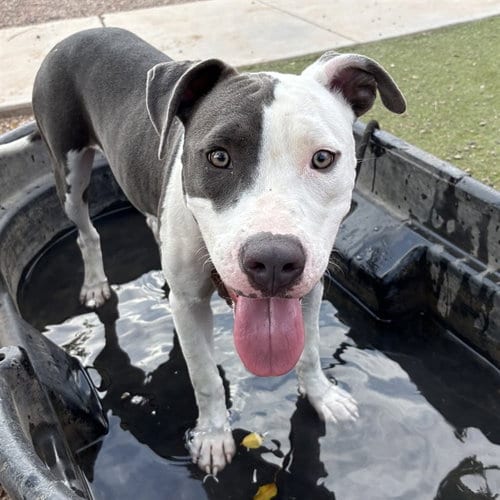 Photo of Cobalt, adoptable American Pit Bull Terrier in Phoenix, Arizona