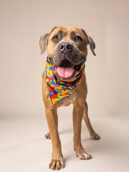 Photo of Deelight, adoptable dog in Atlanta, Georgia