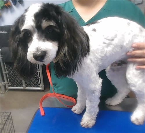 Photo of Domino, adoptable Cocker Spaniel in Phoenix, Arizona