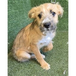 Photo of Sugar, adoptable Shih Tzu in Lancaster, California