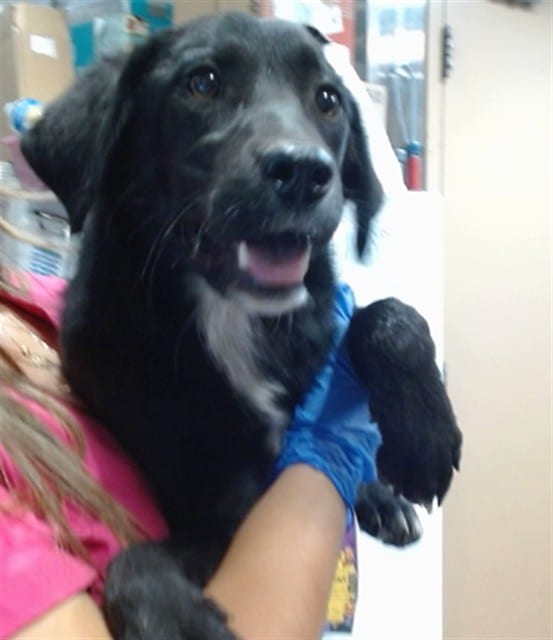 Photo of Senior Retriever, adoptable Retriever in Devore, California