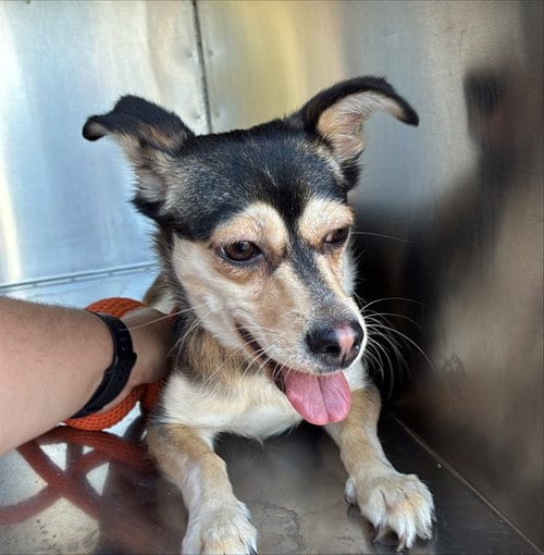 Photo of Connie, adoptable Rat Terrier in Mesa, Arizona