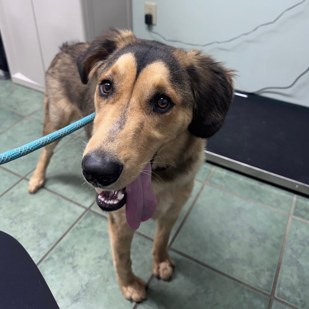 Photo of Ace, adoptable Shepherd / Mixed Breed (Medium) in Staunton, Virginia