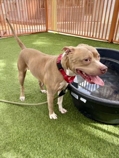 Photo of Misty, adoptable Pit Bull Terrier in Las Vegas, Nevada