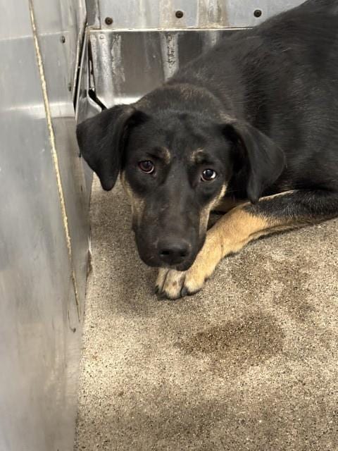 Photo of Elle, adoptable German Shepherd Dog in San Bernardino, California
