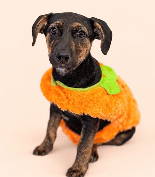 Photo of Starbucks: Hot Cocoa, adoptable German Pinscher in Romoland, California