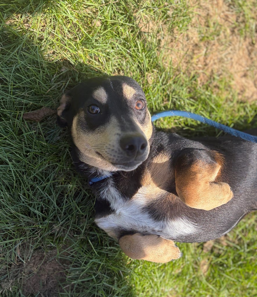 Photo of Buddy, adoptable Terrier in Wintersville, Ohio