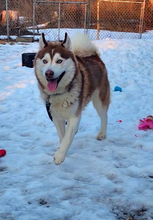 Photo of Milo, adoptable Siberian Husky in Hewitt, New Jersey