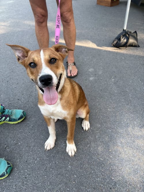 Photo of Haven, adoptable Pit Bull Terrier in Nashville, Tennessee