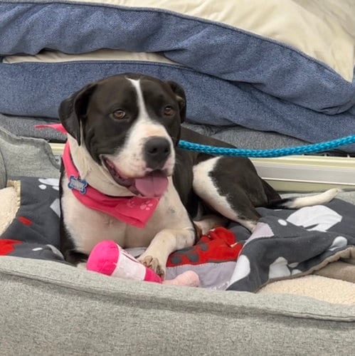 Photo of Bria, adoptable Pointer in McCormick, South Carolina