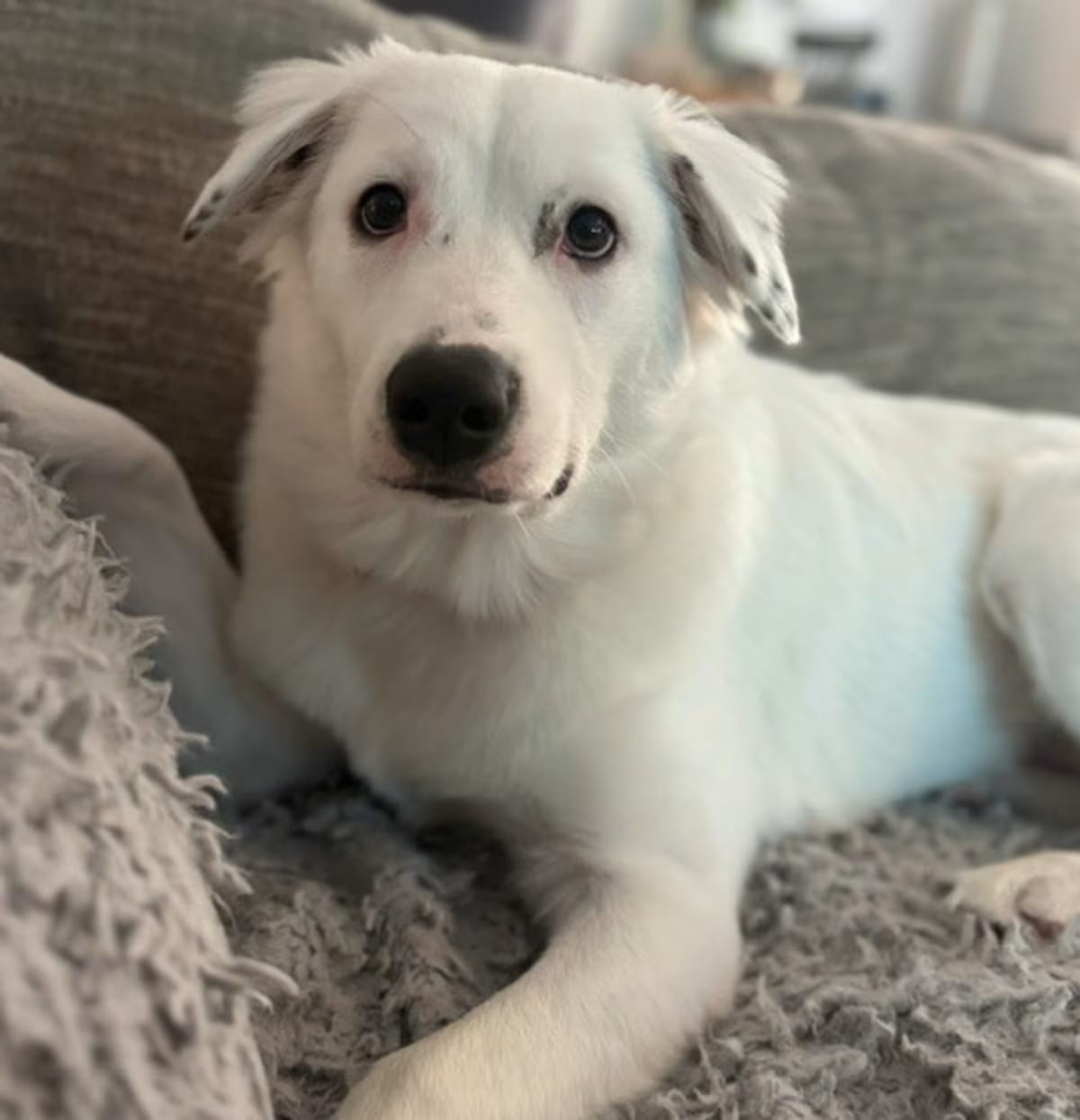 Photo of Daphne, adoptable Great Pyrenees in Brewster, New York