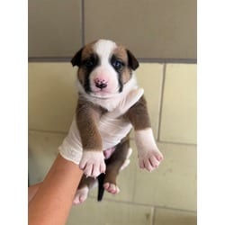 Photo of Hopper, adoptable American Pit Bull Terrier German Shepherd Dog in Jurupa Valley, California