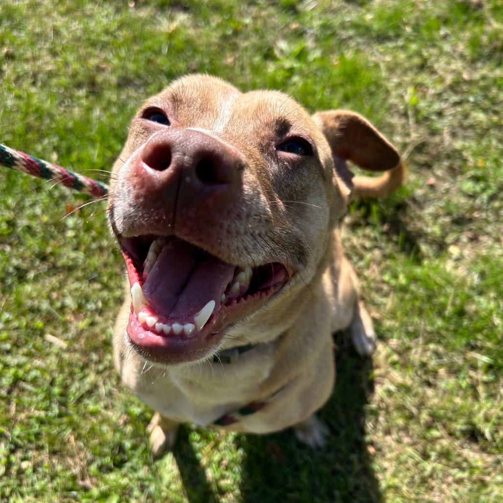 Photo of Beetlejuice, adoptable Terrier, Pit Bull in Birdsboro, Pennsylvania