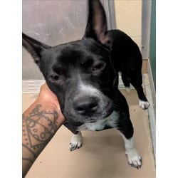 Photo of Buttercup, adoptable American Pit Bull Terrier in Texas City, Texas