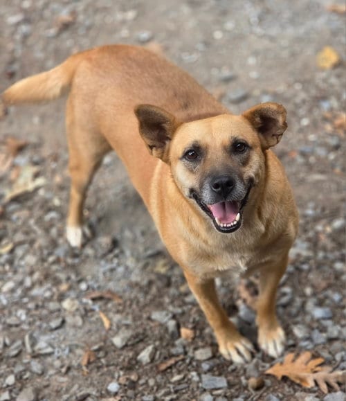 Photo of Virginia, adoptable Carolina Dog in Blacksburg, South Carolina