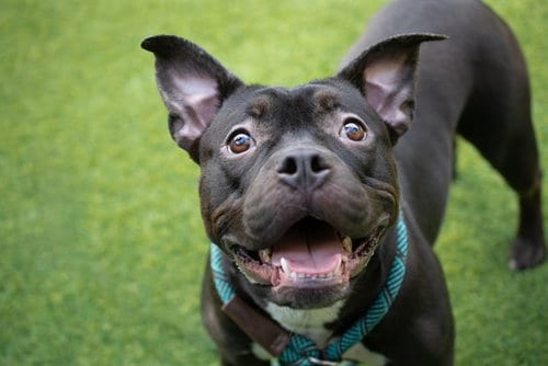 Photo of Kiwi, adoptable French Bulldog in San Jose, California