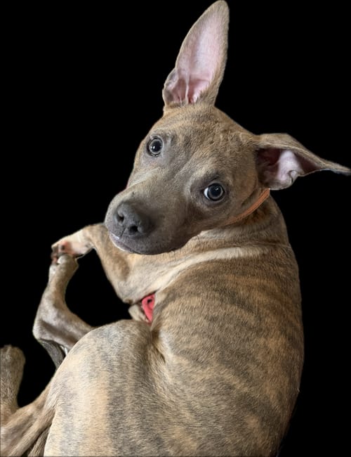 Photo of Dora, adoptable Pit Bull Terrier in Cedar Rapids, Iowa