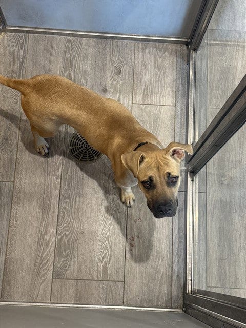 Photo of Duke, adoptable Pit Bull Terrier in Garland, Texas