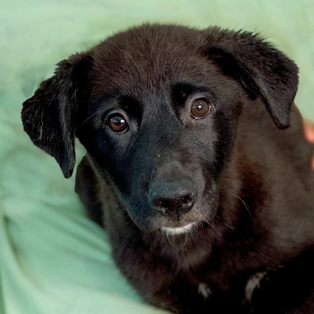 Photo of Oberon, adoptable Mixed Breed (Medium) in Chapel Hill, North Carolina