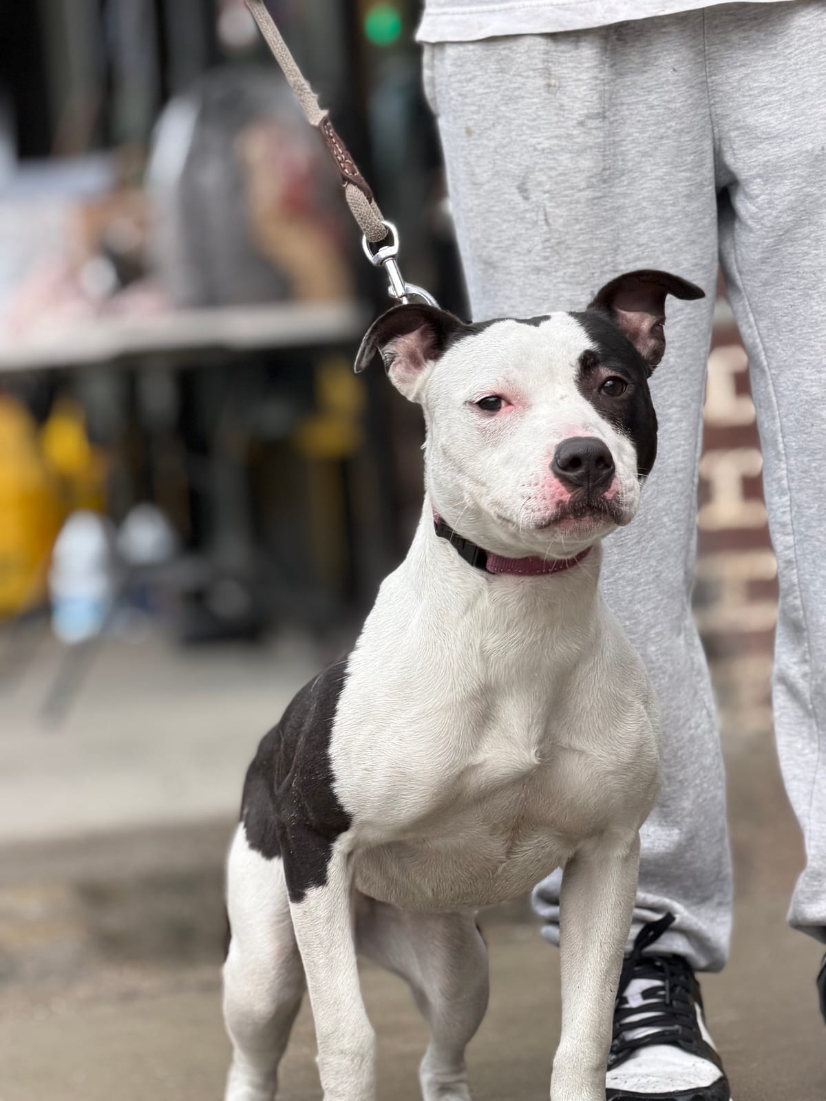 Photo of Joy, adoptable American Pit Bull Terrier mix in Brooklyn, New York