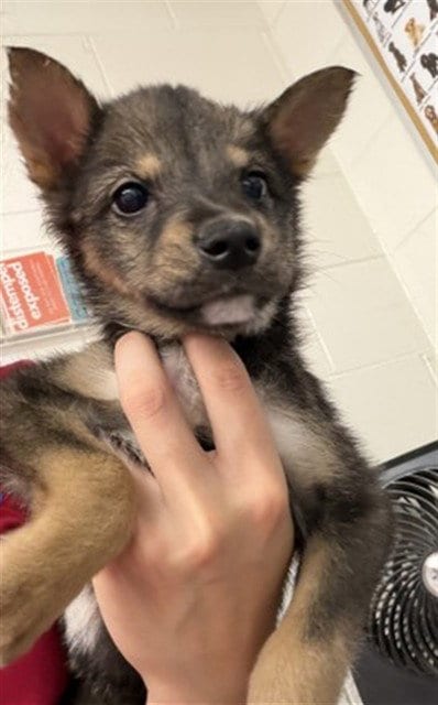 Photo of A596067, adoptable German Shepherd Dog in San Bernardino, California
