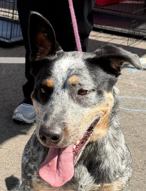 Photo of Jake, adoptable Australian Cattle Dog/Blue Heeler in Carrollton, Georgia