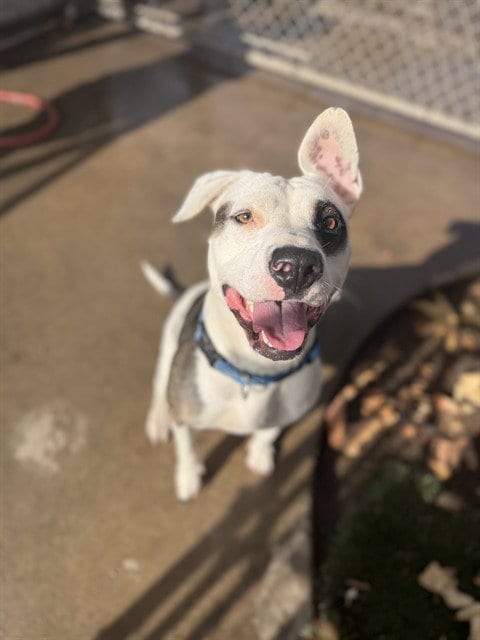 Photo of Calypso, adoptable Pit Bull Terrier in Chula Vista, California