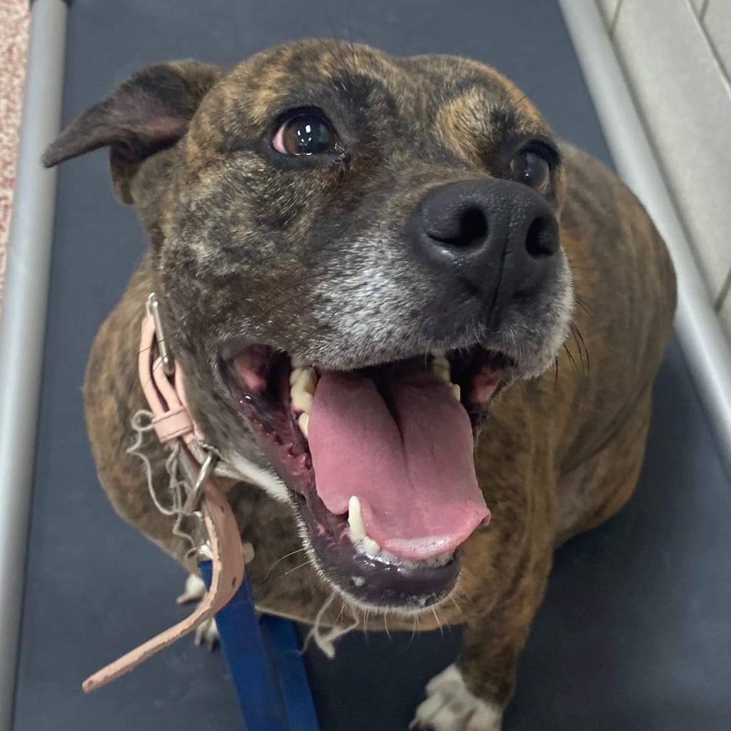 Photo of Willow, adoptable Terrier, American Pit Bull / Mix in Houston, Texas