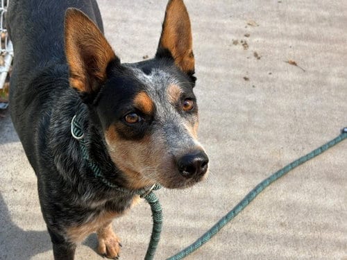 Photo of Lucy, adoptable Queensland Heeler in Tulsa, Oklahoma