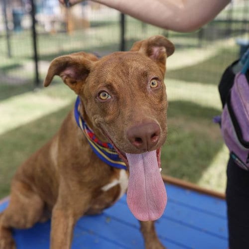 Photo of Odin, adoptable American Staffordshire Terrier in San Antonio, Texas