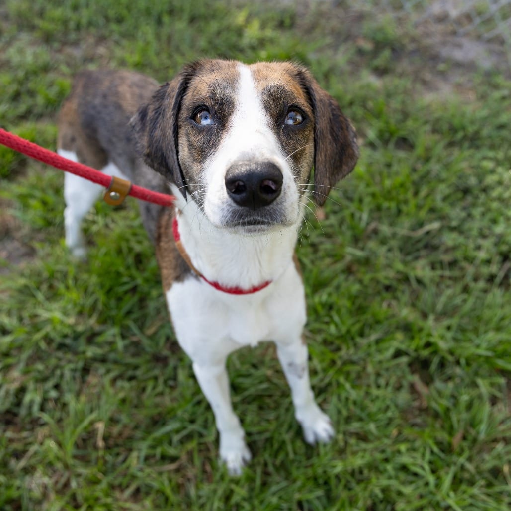 Photo of Tessa, adoptable Mixed Breed (Medium) in Gainesville, Florida