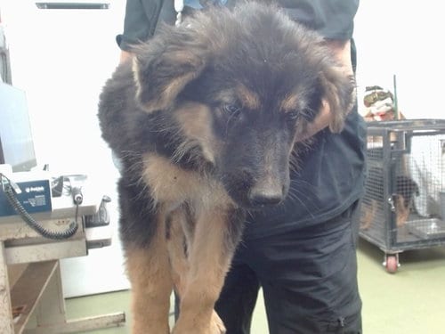 Photo of Daniel, adoptable German Shepherd Dog in San Bernardino, California