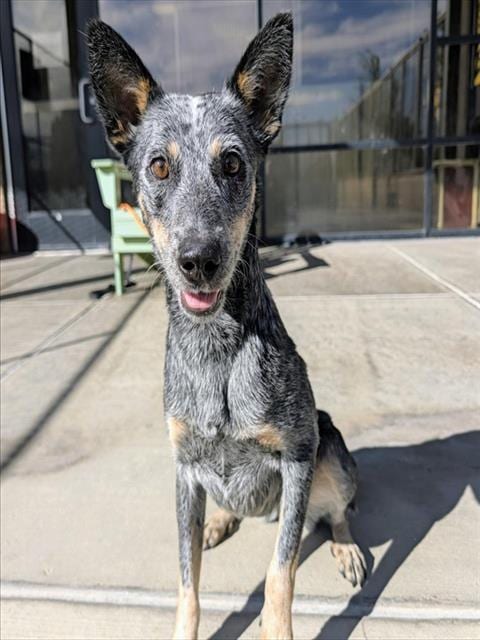 Photo of Nessie, adoptable Australian Cattle Dog/Blue Heeler in Denver, Colorado