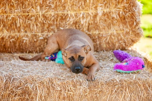 Photo of Charlie, adoptable German Shepherd Dog in Alta Loma, California