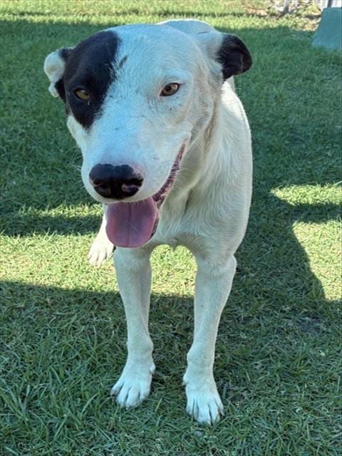 Photo of Senior Shepherd and Terrier, adoptable Shepherd and Terrier in Devore, California