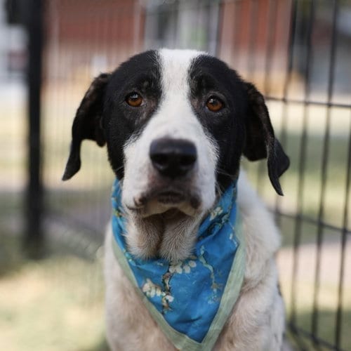 Photo of Buddy, adoptable Labrador Retriever in San Antonio, Texas