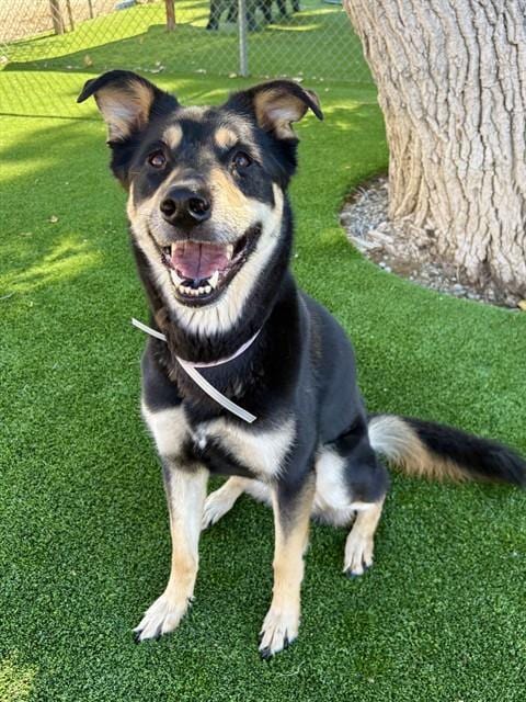 Photo of Harley, adoptable German Shepherd Dog in Castaic, California