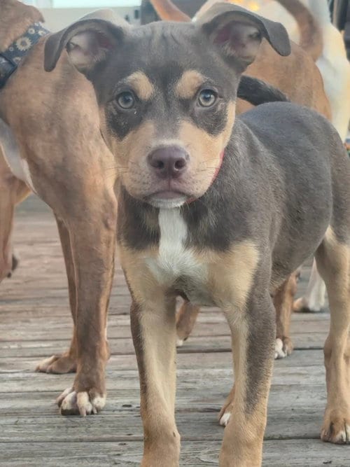 Photo of Petrov, adoptable Pit Bull Terrier in Evansville, Indiana