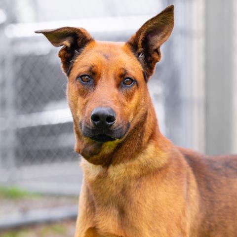 Photo of Rumi, adoptable Doberman Pinscher in Camarillo, California