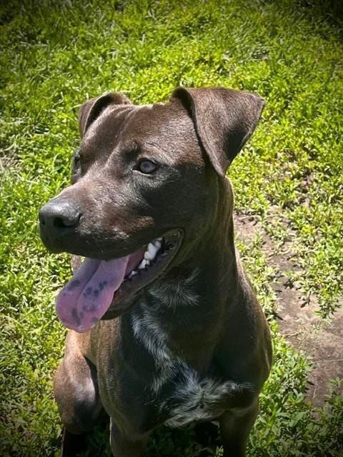 Photo of Ralo, adoptable Staffordshire Bull Terrier in Lee's Summit, Missouri