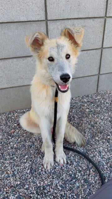 Photo of Butterpup, adoptable Husky in Mesa, Arizona