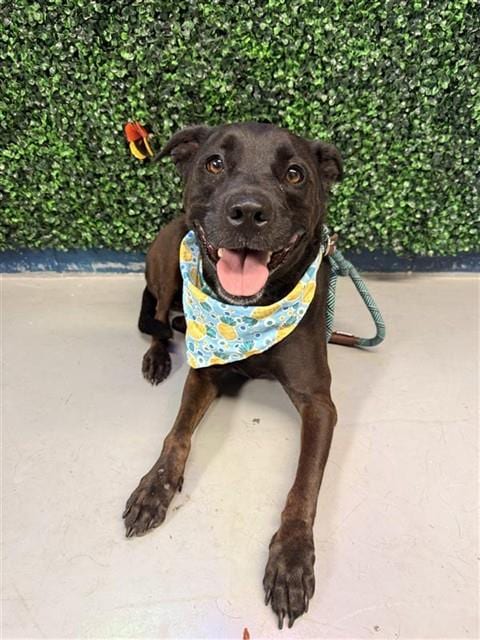Photo of Harley, adoptable Labrador Retriever in Corpus Christi, Texas