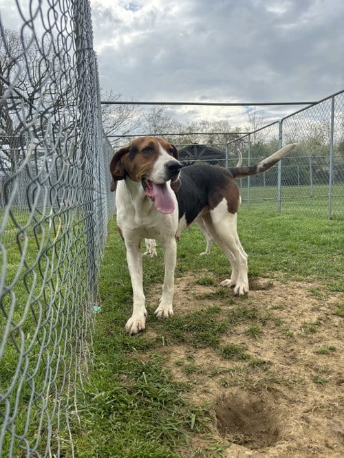Photo of Patty, adoptable Treeing Walker Coonhound in Lewisburg, West Virginia