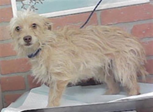 Photo of Lil Girl, adoptable Chihuahua in Houston, Texas