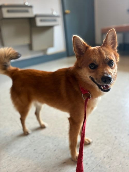 Photo of Ricky Ricardo, adoptable Pomeranian in Raleigh, North Carolina