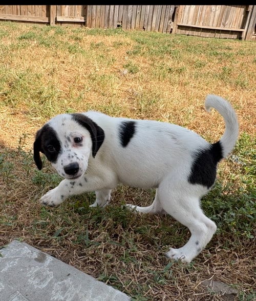 Photo of Lola, adoptable Labrador Retriever in The Woodlands, Texas