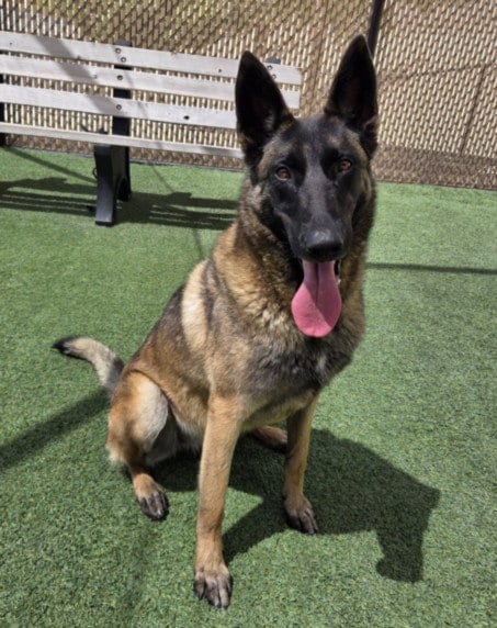Photo of Patch, adoptable Belgian Shepherd Malinois in Norco, California