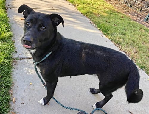 Photo of Wren, adoptable German Shepherd Dog in San Jose, California